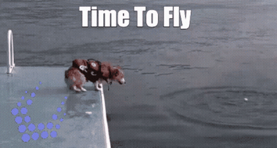 Dog Jumping Into Water Saying Time To Fly GIF