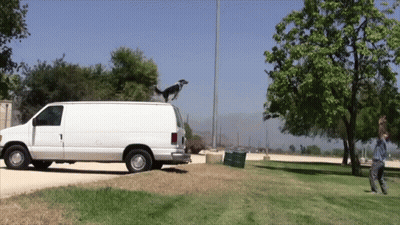 Dog Jumping Off Back Of Van GIF