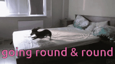 Dog Jumping On Bed Going Round And Round GIF