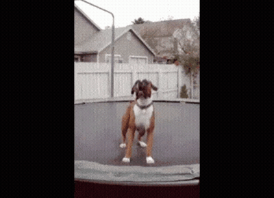 Dog Jumping On Trampoline GIF