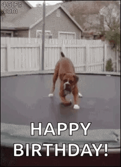 Dog Jumping On Trampoline Saying Happy Birthday GIF