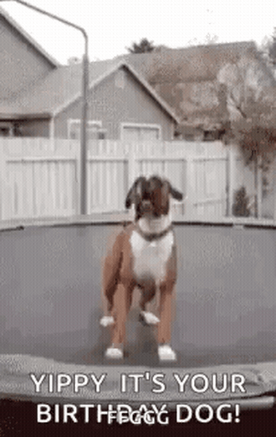 Dog Jumping On Trampoline Saying Yippy It's Your Birthday GIF