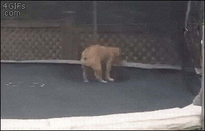 Dog Jumping On Trampoline With 4Gifs.com GIF