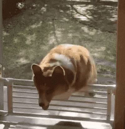 Dog Jumping Over Fence Looking Out Window GIF