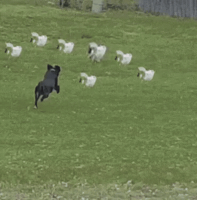 Dog Jumping Over Wooden Fence GIF