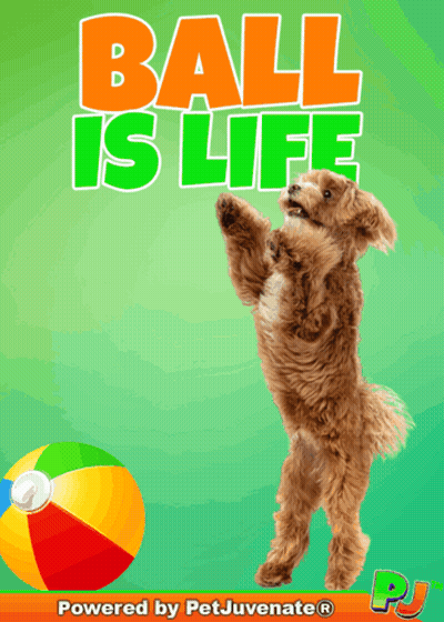 Dog Jumping To Catch Beach Ball Saying Ball Is Life GIF