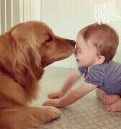 Dog Kissing Baby Nose Jukin Video GIF