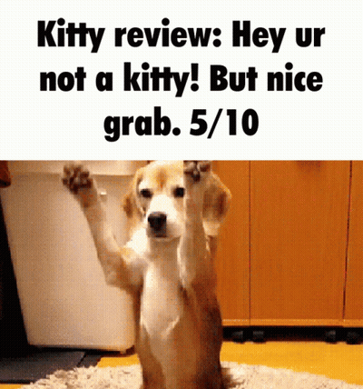 Dog Kitty Review Hey Ur Not A Kitty .5/10 GIF
