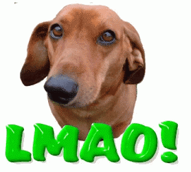 Dog Laughing Cutely GIF