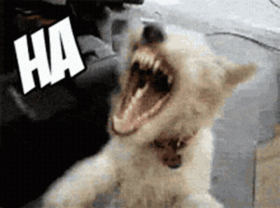 Dog Laughing Ha GIF