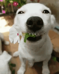 Dog Laughing Handing Flower GIF