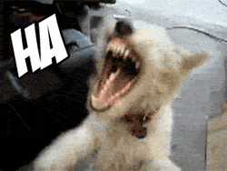 Dog Laughing Hysterically  GIF