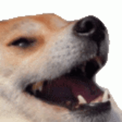Dog Laughing Shaking Head GIF