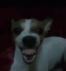 Dog Laughing Showing Teeth GIF