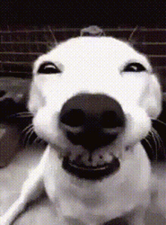 Dog Laughing Squinting Eyes GIF