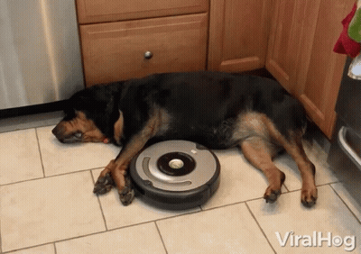 Dog Laying Beside Robotic Vacuum Cleaner With Viralhog GIF