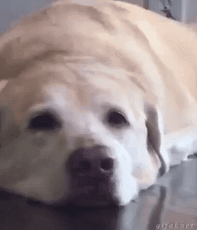 Dog Laying Down On Wooden Floor GIF