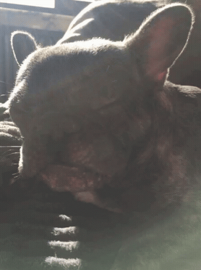 Dog Laying Down With Tongue Out GIF