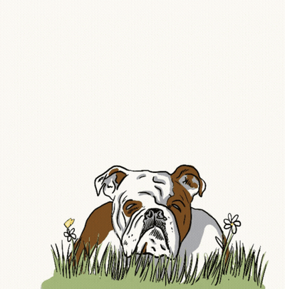 Dog Laying Down With Tongue Out GIF