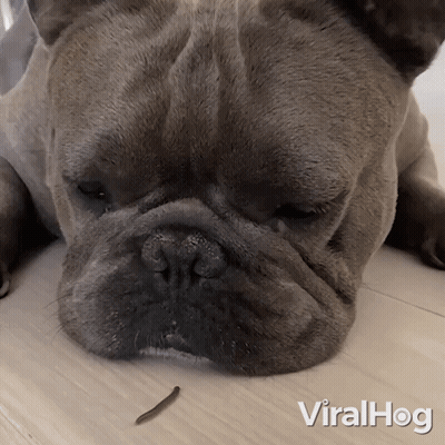 Dog Laying Down With Worm In Mouth Viralhog GIF