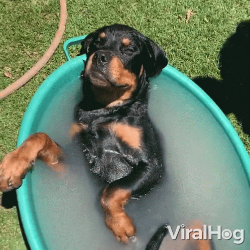 Dog Laying In Bucket Of Water With Viralhog GIF