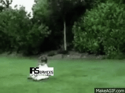 Dog Laying In Grass With RS Services GIF