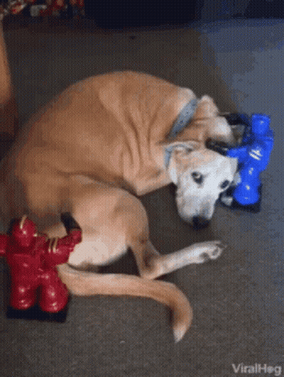 Dog Laying Next To Fire Hydrant Toy GIF