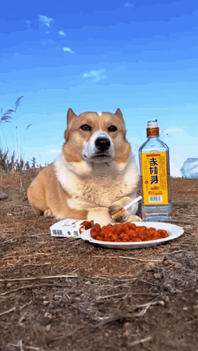 Dog Laying Next To Plate Of Food And Alcohol GIF
