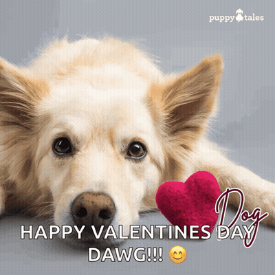 Dog Laying Next To Red Heart Saying Happy Valentines Day Dawg GIF
