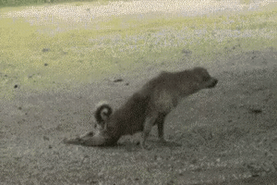 Dog Laying On Back In Dirt GIF
