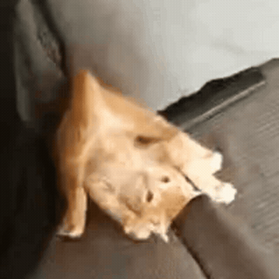 Dog Laying On Back Next To Wall GIF