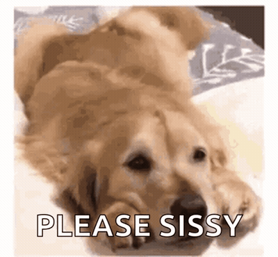 Dog Laying On Back On Bed GIF