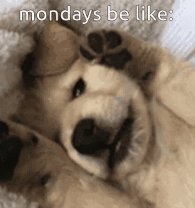 Dog Laying On Back Saying Mondays Be Like GIF