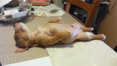 Dog Laying On Back With Bowl Of Food GIF