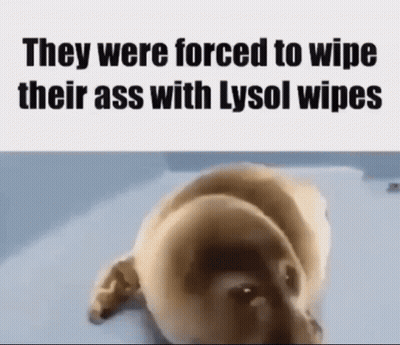 Dog Laying On Back With Lysol Wipes GIF