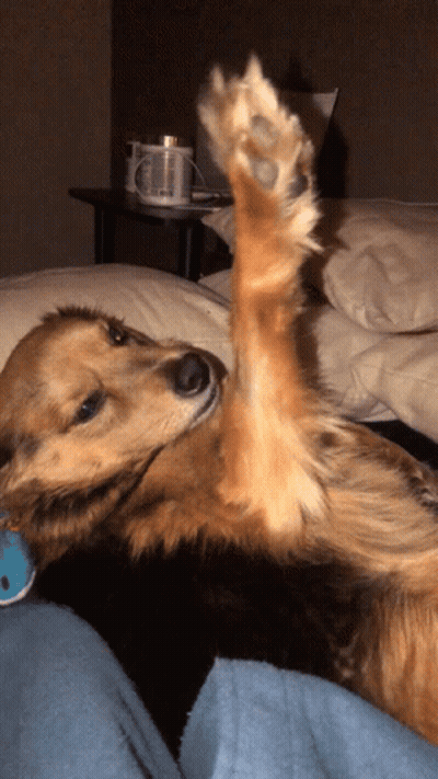 Dog Laying On Back With Paw Up GIF