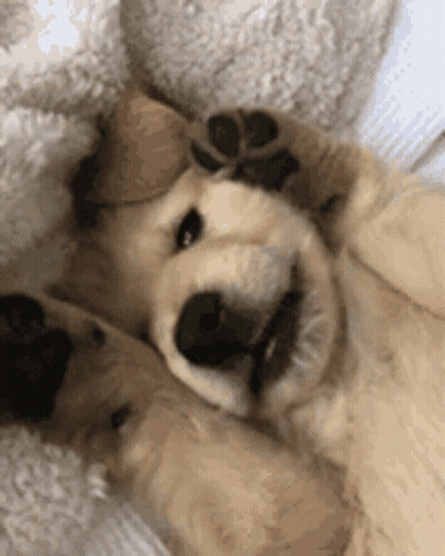 Dog Laying on Back With Paws Outstretched