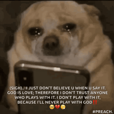 Dog Laying On Bed Eating Paper GIF