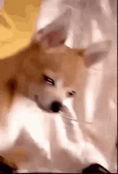 Dog Laying On Bed Eating Paper GIF