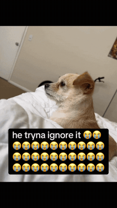 Dog Laying On Bed He Tryna Ignore It GIF