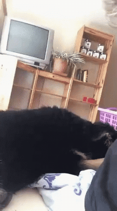 Dog Laying On Bed In Front Of TV GIF