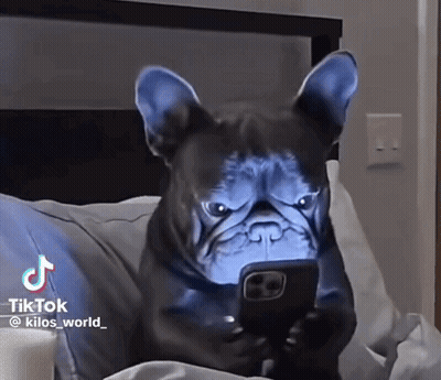 Dog Laying On Bed Looking At Phone With TikTok GIF