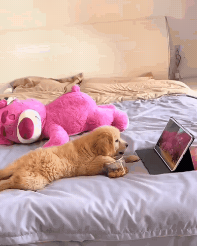 Dog Laying On Bed Next To Pink Teddy Bear GIF
