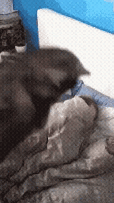 Dog Laying On Bed Next To Sleeping Person GIF