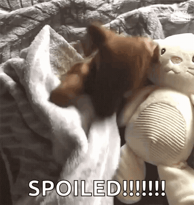 Dog Laying On Bed Next To Stuffed Animal Spoiled GIF