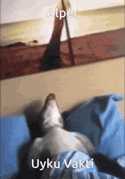 Dog Laying On Bed Saying Alper Uyku Vakti GIF