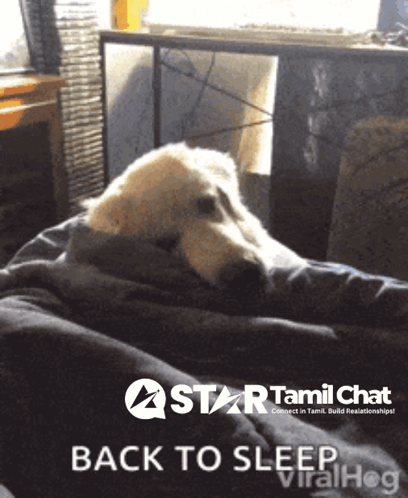 Dog Laying On Bed Saying Back To Sleep GIF