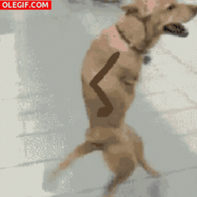 Dog Laying On Bed Saying I Am An Innocent Baby GIF