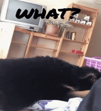Dog Laying On Bed Saying What GIF