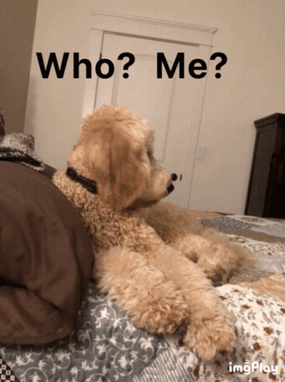 Dog Laying On Bed Saying Who Me GIF